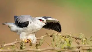 Белохвостый дымчатый коршун.Все о хищной птице.
