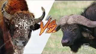 БУЙВОЛ VS ЗУБР!!