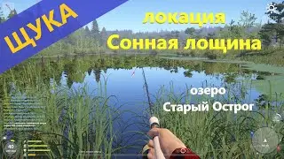 Русская рыбалка 4 - озеро Старый Острог - Щука в заливчике