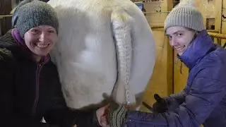 Заплетаем косичку на хвосту лошади