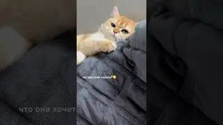 Как кошка ревнует?