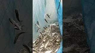 গ্রামের নতুন পানির মাছ #Fish #pakhi #viral