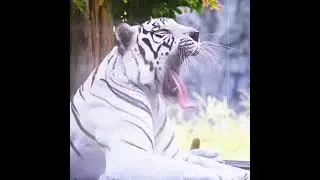 Извините что так долго не был#животные #versus