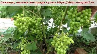 Оплодотворение винограда Зари несветой. Ранний срок созревания, приятный фруктовый вкус. Пузенко
