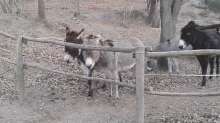 Clever Donkeys Use Teamwork to Overcome Barrier