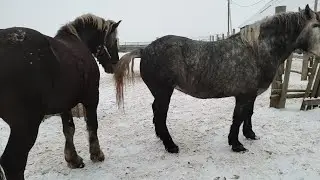 Кобыла захотела жеребца