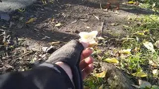 Скромняги