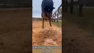 Землеройка