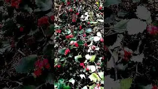 Неприметная красота.