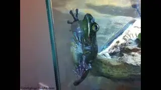 Today’s Important Afternoon News is by Long Frog! (Part 2 will be at 4am!)
