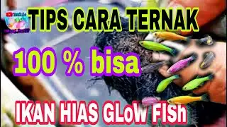 CARA TERNAK IKAN GLOW FISH DANIO➡️very easy 