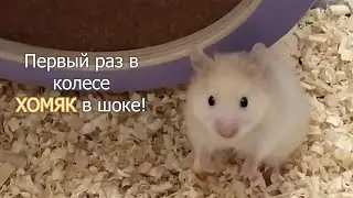 Хомяк первый раз в колесе