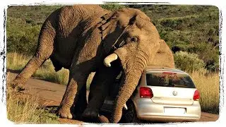 СУМАСШЕДШИЕ ЖИВОТНЫЕ, приколы с животными | CRAZY ANIMALS, fun with animals 
