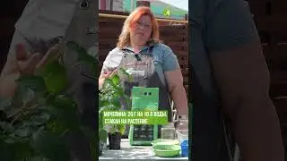 Чего не хватает перцам #антоновсад #подкормка #выращиваниеперца