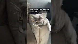 Почему у кошки мокрый нос?