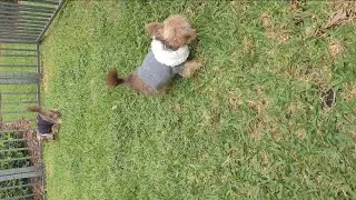 Solid Gold Dog Urine Neutralizer for Lawn Supplements - Grass revived, Yorkie taste-test approved!