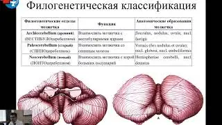 ЯГМУ. Мозжечок, средний мозг