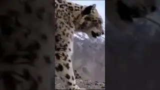 #хищник