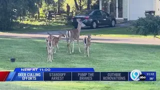 Syracuse to implement new 'trap and euthanize' deer cull method; neighbors react to change