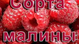 Сорта малины Raspberry varieties
