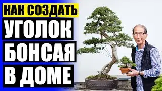Купить комнатные цветы в омске недорого ⚡ Комнатные растения не требующие света