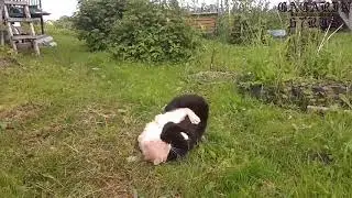 Бои котов. Беспощадные и до крови.