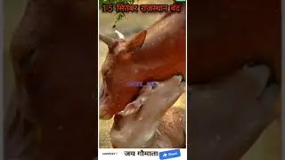 गौ माता को बचाओ अभियान, 15 सितंबर राजस्थान बंद, कृपया अधिक से अधिक शेयर करें। 
