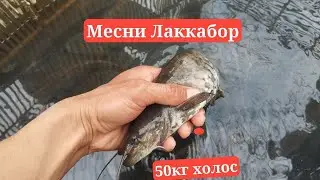 Месни лака бор 300 г гача тел  Икромжон