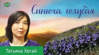 Успокоительные, противовирусные травы. Синюха голубая. Татьяна Хегай
