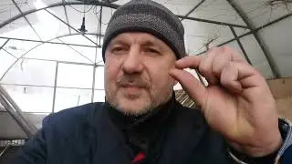 У всех ГИБНЕТ ОТ ЭТОГО рассада! Если не прекратите этого делать, погибнет и у Вас!