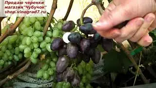 Виноград КРАСА БАЛОК -плодоношение корнесобственного куста. Ягода крупная, вкус фруктово-гармоничный