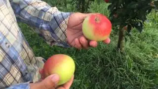 Колоновидные яблони сорт Валюта xW8v7bg f8M