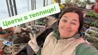 Дела тепличные - Рассада и горшечка для магазина | Подготовка ко дню матери