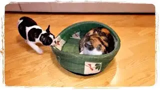 ПРИКОЛЫ С ЖИВОТНЫМИ смешные собаки и кошки | FUN WITH ANIMALS funny dogs and cats 