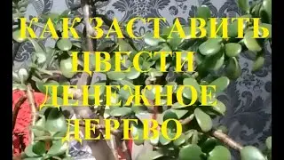 Как заставить зацвести Денежное дерево? Узнала очень простой способ! Делюсь!