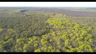 Весенний лес. Красносвободное DJI 0034