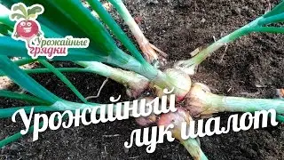 Урожайный лук шалот 