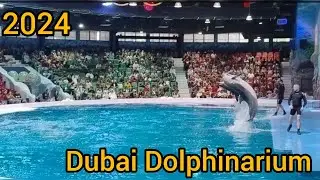 Exploring Dubai Dolphin Show 2024||Fun Day with Dolphin||Dubai