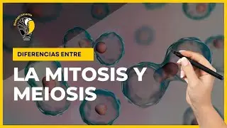 MITOSIS Y MEIOSIS 🧐 Explicación fácil sobre sus DIFERENCIAS