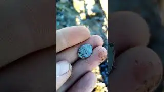 Закрытие сезона. Чешуя #коп #копмонет #металлоискатель #серебро #чешуя