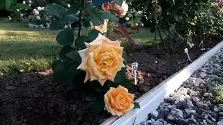 ✿➽ Розы в саду 🌺🌿 Сезон 2021, 29 июня 🌺🌿