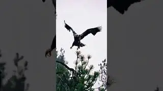 Сени суйем.Саксофон. Кайрат Нуртас . Балдеем, друзья!