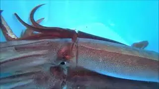 Интересные факты о кальмарах(Interesting Squid Facts).