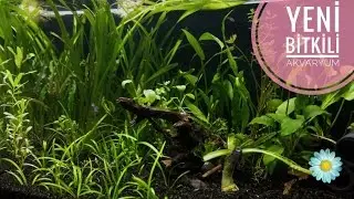 Yeni Bitkili (Low-tech) Akvaryum