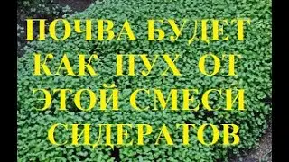 Смесь сидератов сделает почву мягкой, как пух.