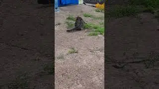 Мама кошка унесла своего котенка🐈🐈🐈