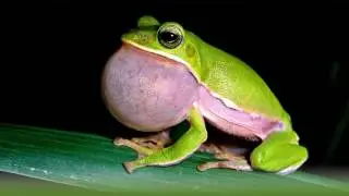 sound of frogs croaking - frog sound effect