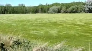 Mar de Castilla  (Prados de cebada en Tierra de Campos)
