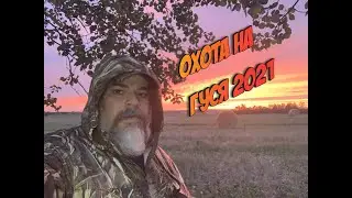 Охота на Канадского гуся 2021