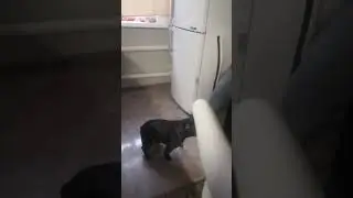 Пришла важная гостья, а хозяева спрятались😆